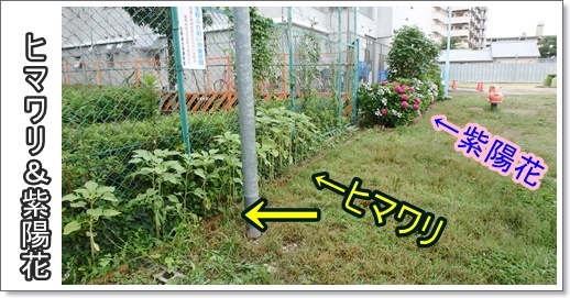 ひまわりと紫陽花