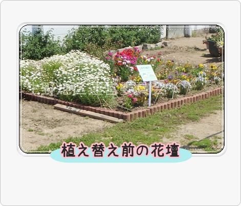植え替え前2つ目