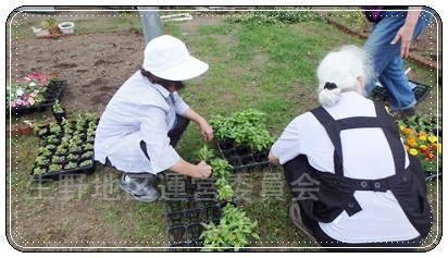 花壇植え替え6