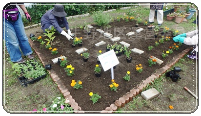 花壇植え替え4