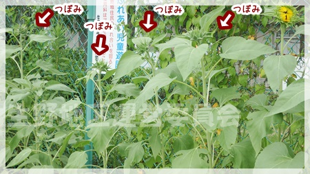 ひまわり蕾