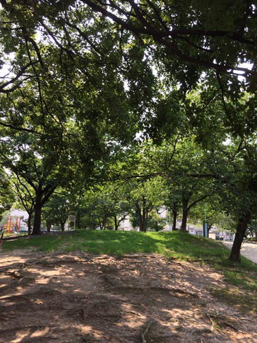 夏の生野東公園