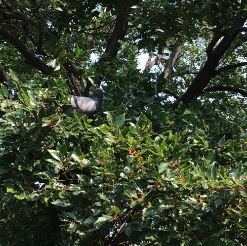 榎の実を食べる鳩