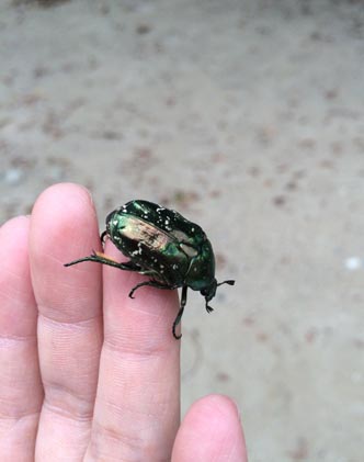 シロテンハナムグリ