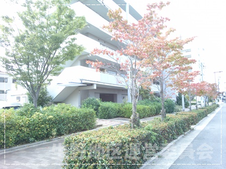 街路樹