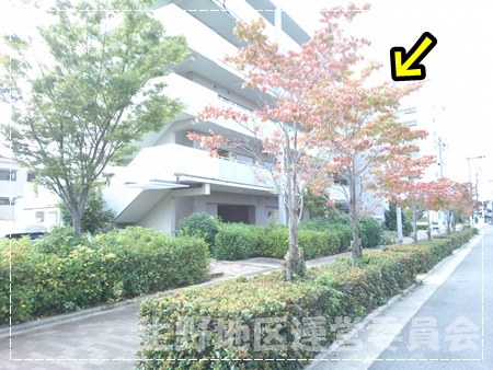 街路樹2015.10