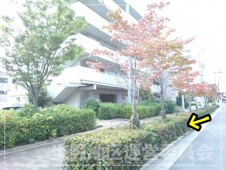 街路樹 下