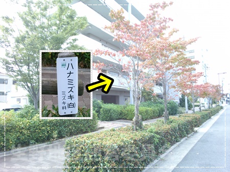 街路樹ハナミズキ
