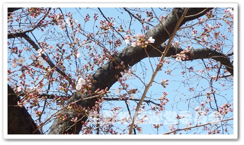 生野東公園　桜２