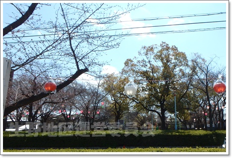 桜