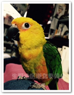 インコ　さんちゃん　まいご
