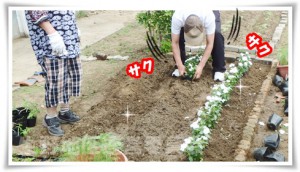 コスモスの苗
