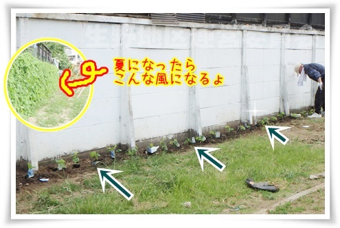ゴーヤ