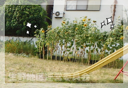 ひまわり全様