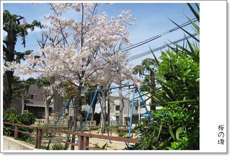 桜