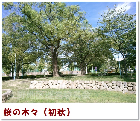 桜の木