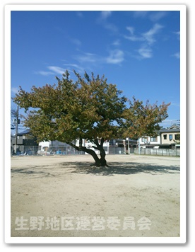 桜の木