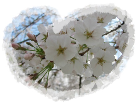 桜の花のアップ アップ.jpg