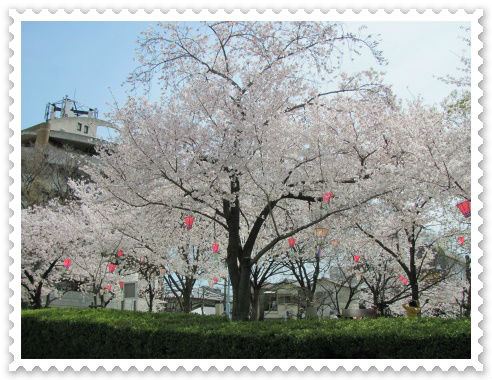 生野東公園 桜の様子 もうすぐ満開 右さくら.jpg