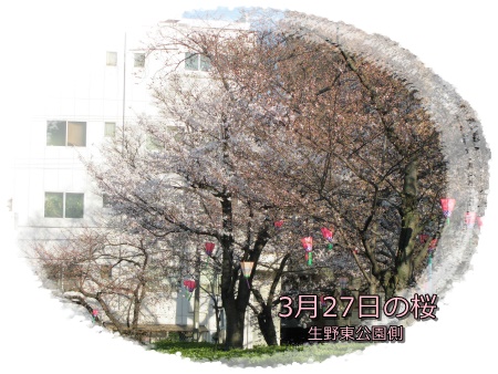 生野東公園 桜の様子 二分咲き程度 右.jpg