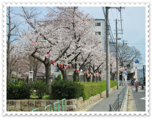 生野東公園グラウンド側の桜の様子 もうすぐ満開 左のさくら.jpg