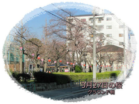 生野東公園グラウンド側の桜の様子 二分咲き程度 左のさくら.jpg