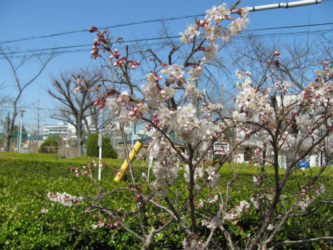 公園の傍らに咲いていた花 生野東公園に咲く寒桜.jpg