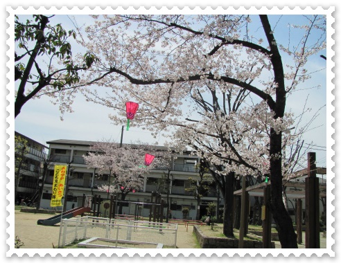 生野東4公園の桜の様子 公園の桜.jpg