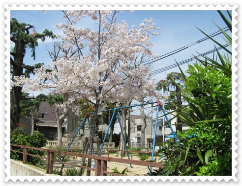 生野区舎利寺公園の桜の様子 IMG_3084.jpg