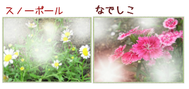 花壇の花　二連.png