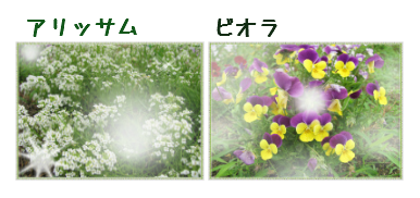 花壇の花　二連.png