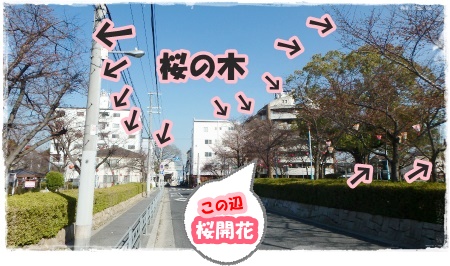 2015.03.26 桜並木.jpg