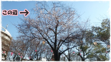咲いている木.jpg