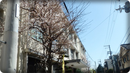 生野小学校正門 桜.jpg