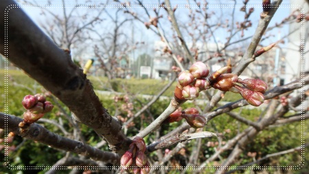 生野東公園 さくら 2015 3月2日.jpg