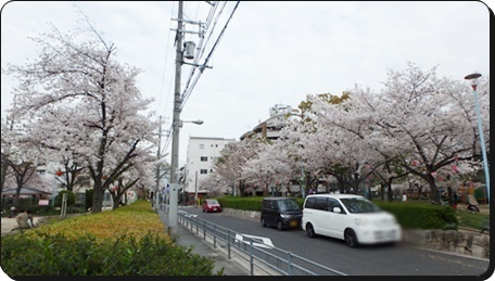2015．4.7桜開花状況.JPG