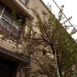 2015ikusyounyuugaku4.png