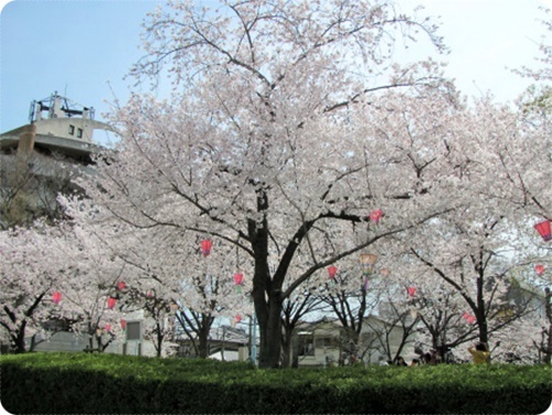 お花見.jpg