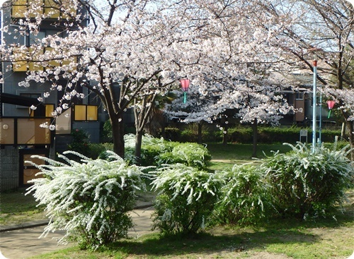 生野東公園　奥.JPG
