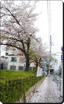 花びらのじゅうたん2.JPG