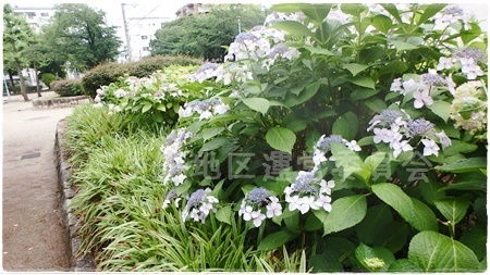 紫陽花.JPG