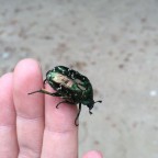 シロテンハナムグリ