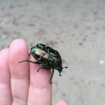 シロテンハナムグリ